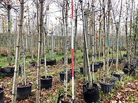 Gewone magnolia - sierboom - afbeelding 1 van  3