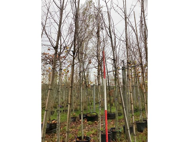 Gewone magnolia - sierboom - afbeelding 2 van  3