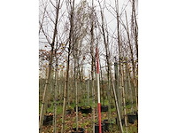 Gewone magnolia - sierboom - afbeelding 2 van  3