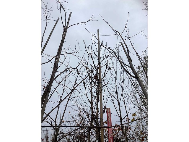 Gewone magnolia - sierboom - afbeelding 3 van  3