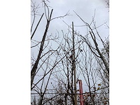 Gewone magnolia - sierboom - afbeelding 3 van  3