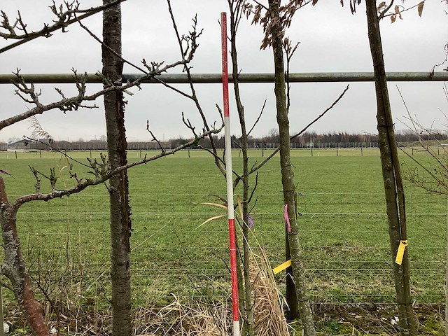 Gewone notenboom - meerstammige boom - afbeelding 1 van  2