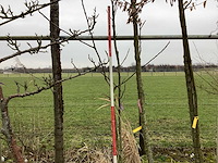 Gewone notenboom - meerstammige boom - afbeelding 1 van  2