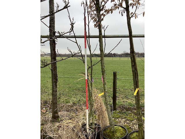 Gewone notenboom - meerstammige boom - afbeelding 2 van  2