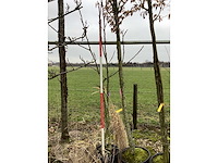 Gewone notenboom - meerstammige boom - afbeelding 2 van  2