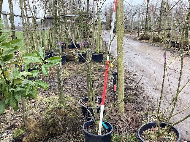 Gewone notenboom - meerstammige boom - afbeelding 1 van  2