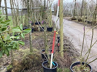 Gewone notenboom - meerstammige boom - afbeelding 1 van  2