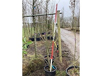 Gewone notenboom - meerstammige boom - afbeelding 2 van  2