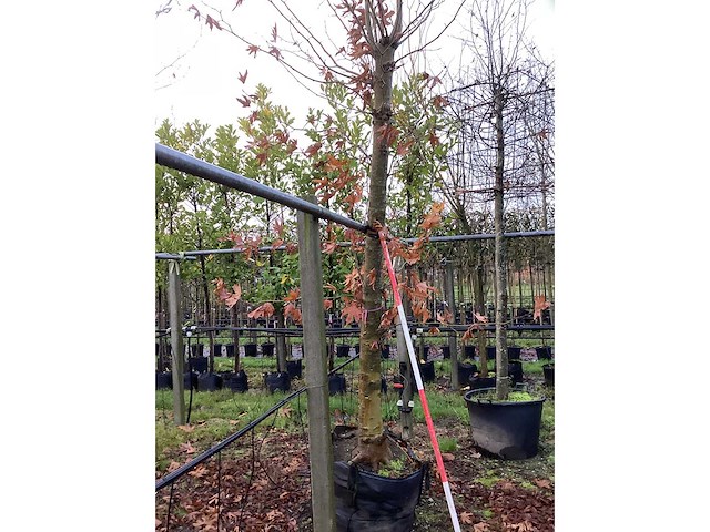 Gewone plataan - bolbomen (2x) - afbeelding 3 van  3