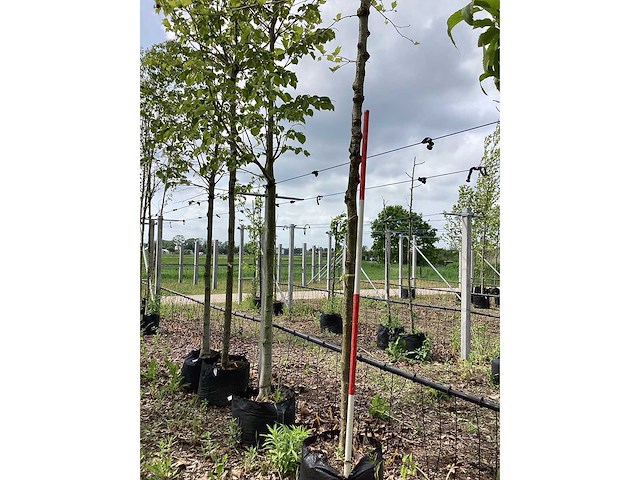 Gewone plataan - bolboom (2x) - afbeelding 2 van  3