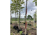 Gewone plataan - bolboom (2x) - afbeelding 2 van  3
