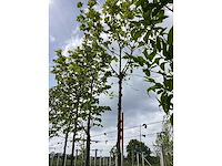 Gewone plataan - bolboom (2x) - afbeelding 3 van  3