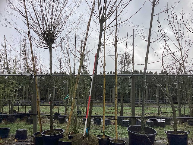 Gewone plataan - bolboom - afbeelding 1 van  3