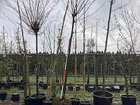 Gewone plataan - bolboom - afbeelding 1 van  3