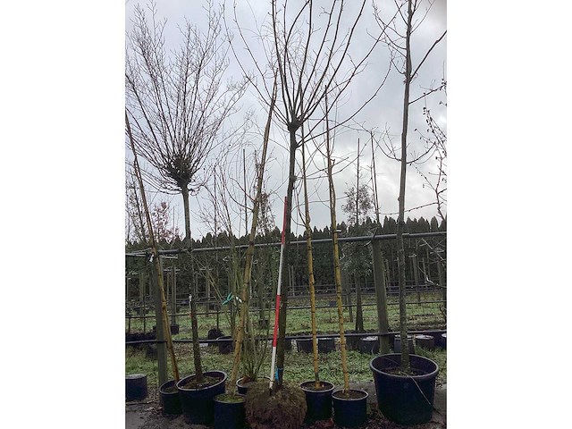 Gewone plataan - bolboom - afbeelding 2 van  3