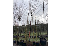 Gewone plataan - bolboom - afbeelding 2 van  3