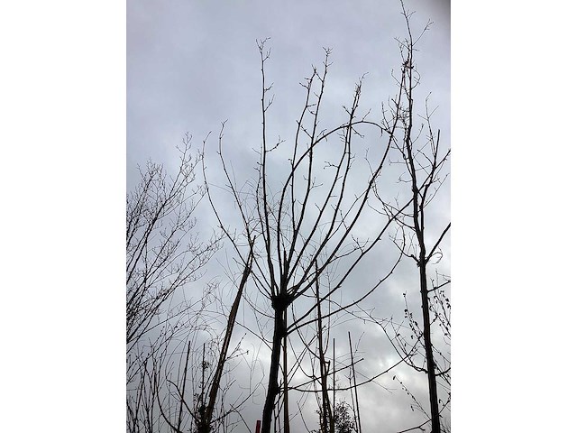 Gewone plataan - bolboom - afbeelding 3 van  3