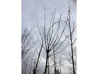 Gewone plataan - bolboom - afbeelding 3 van  3