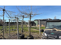 Gewone plataan - dakbomen - afbeelding 1 van  2