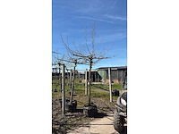 Gewone plataan - dakbomen - afbeelding 2 van  2