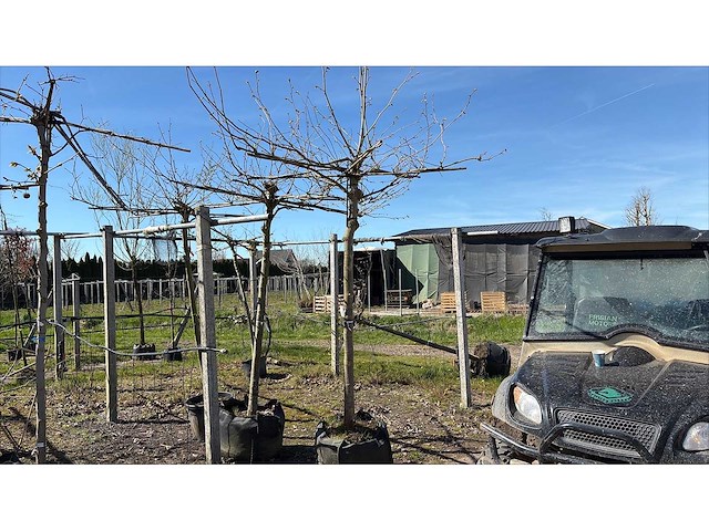 Gewone plataan - dakboom (2x) - afbeelding 1 van  2