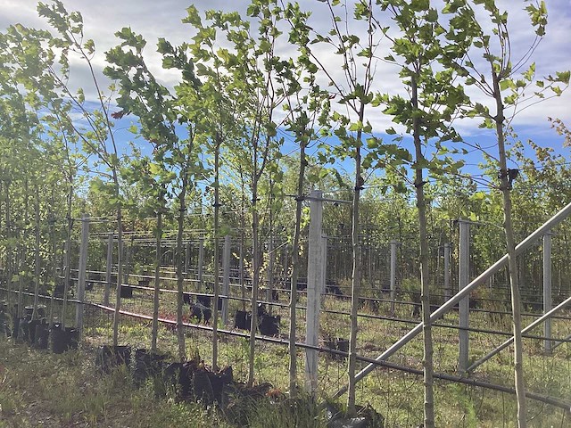 Gewone plataan - dakboom (2x) - afbeelding 1 van  2