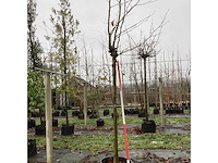 Gewone plataan - dakboom (3x) - afbeelding 2 van  3