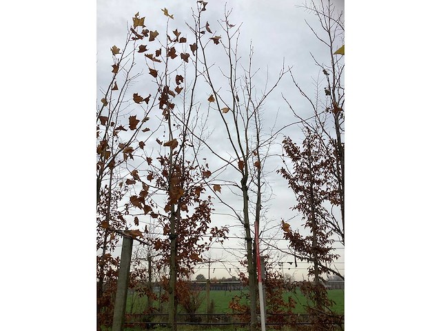 Gewone plataan - dakboom - afbeelding 3 van  3