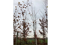 Gewone plataan - dakboom - afbeelding 3 van  3