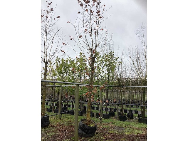 Gewone plataan - dakboom - afbeelding 2 van  3