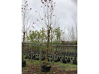 Gewone plataan - dakboom - afbeelding 2 van  3