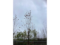 Gewone plataan - dakboom - afbeelding 3 van  3