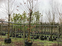 Gewone plataan - dakboom - afbeelding 1 van  3