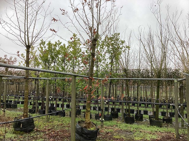 Gewone plataan - dakboom - afbeelding 1 van  3