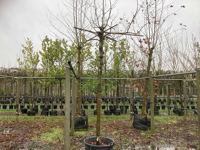 Gewone plataan - dakboom - afbeelding 1 van  3