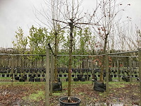 Gewone plataan - dakboom - afbeelding 1 van  3