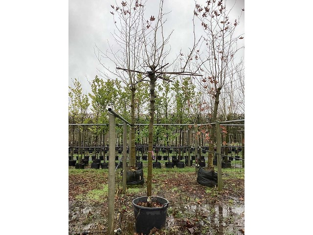 Gewone plataan - dakboom - afbeelding 2 van  3