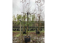 Gewone plataan - dakboom - afbeelding 2 van  3