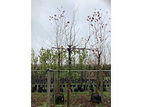 Gewone plataan - dakboom - afbeelding 3 van  3