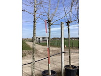 Gewone plataan - dakboom - afbeelding 2 van  2