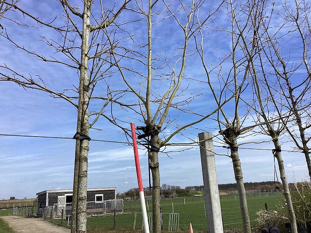 Gewone plataan - dakboom - afbeelding 1 van  2