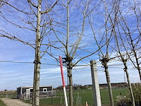 Gewone plataan - dakboom - afbeelding 1 van  2