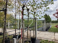 Gewone plataan - dakboom