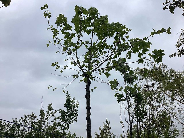 Gewone plataan - knotboom - afbeelding 1 van  2