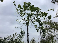 Gewone plataan - knotboom - afbeelding 1 van  2