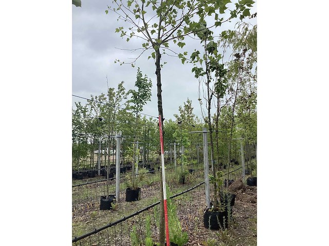 Gewone plataan - knotboom - afbeelding 2 van  2