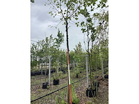 Gewone plataan - knotboom - afbeelding 2 van  2