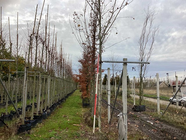Gewone plataan - laanboom (2x) - afbeelding 1 van  3