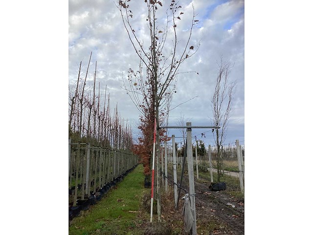 Gewone plataan - laanboom (2x) - afbeelding 2 van  3