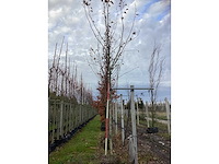 Gewone plataan - laanboom (2x) - afbeelding 2 van  3